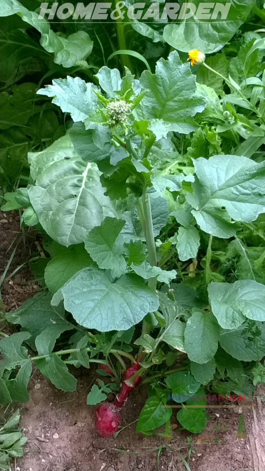 To collect the seeds, let radishes plants grow flowers. Those will mature into seed pods. Stake up the stems so they don’t fall over and burst. As seed heads mature, cover them with lightweight cloth bags so that birds don’t eat all the seeds. When the seed pods dry, bring indoors and store in a dry place until the next growing season.