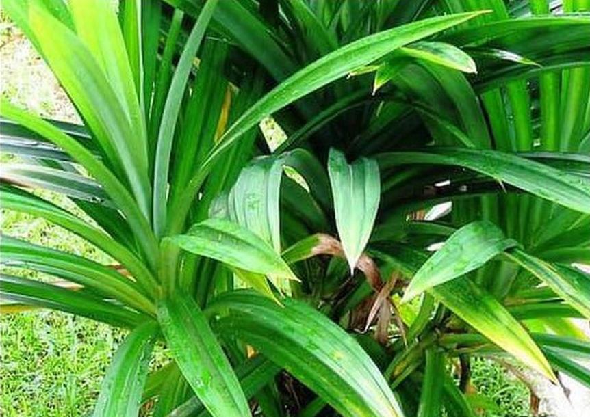 tanaman daun pandan wangi bibit murah hidup Aceh