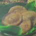 Membuat Kue Cucur