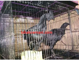 Harga Ayam Cemani