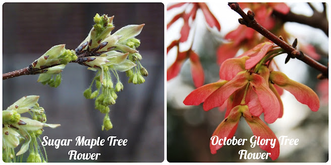 sugar maple & october glory tree flower