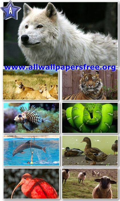 Amazing Wallpapers Of Animals. 40 Amazing Animals Wallpapers
