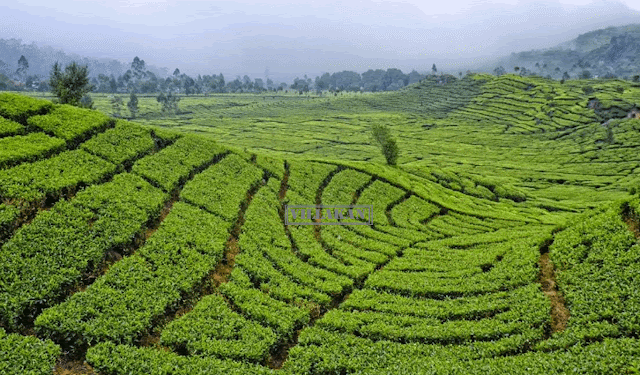 kebun-teh-rancabali