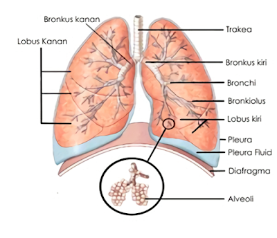 fungsi organ paru-paru, bagian paru-paru, letak paru-paru, lokasi paru, paru-paru adalah, pengertian paru (lung)