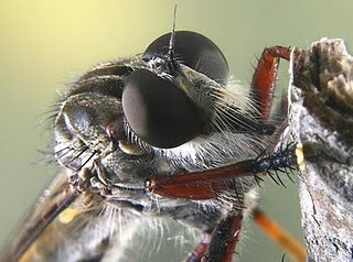 serangga, mematikan, serangga pembunuh, insect, insting pembunuh