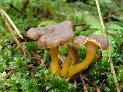 Craterellus tubaeformis pieprznik trąbkowy