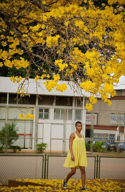 Ipê Amarelo - Jessica Cardoso