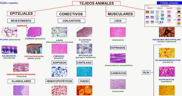 Resultado de imagen para tejidos animales