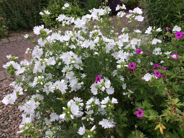 De witte bloemen van Malva moschata 'Alba' (een inheemse plant)