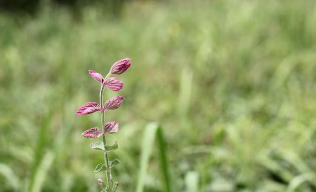 Annual Clary Sage