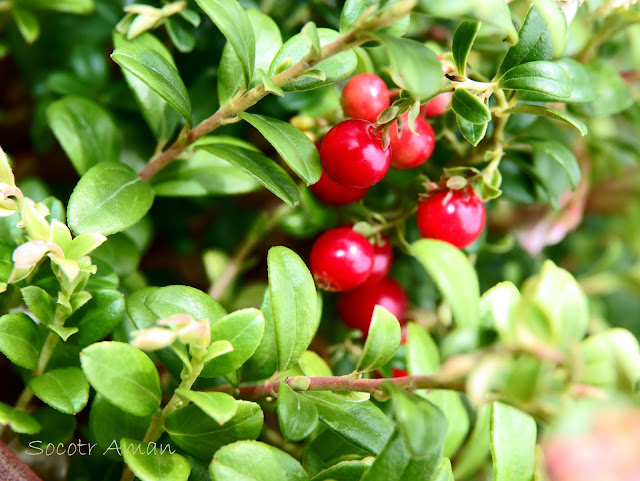 Vaccinium vitis-idaea