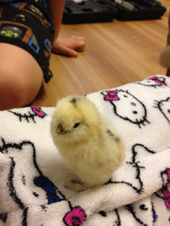 Paint silkie chick, just hatched