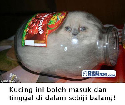 Dimanakah Kucing Comel Ini Tinggal ?