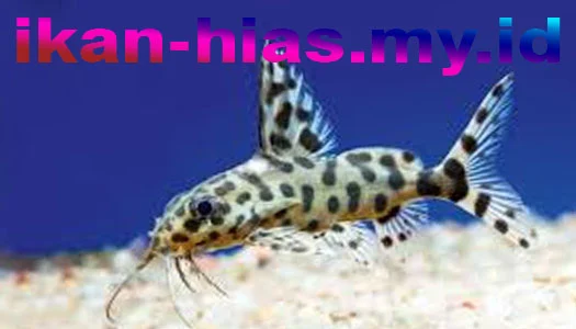 Pictus Catfish