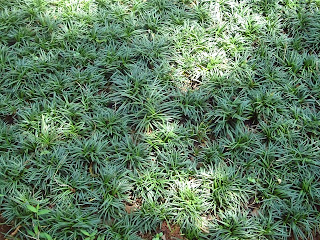 jual rumput bendahara miniatur | rumput golf | rumput jepang | kucay miniatur sebagai pengganti rumput