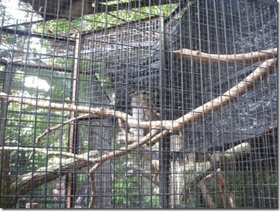 owl