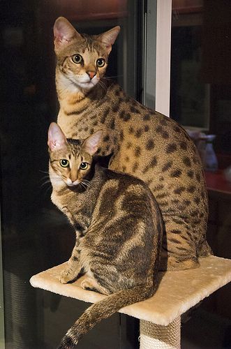 Bengal Cats: Wildly Cute