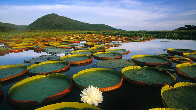 Water Lily HD Wallpaper