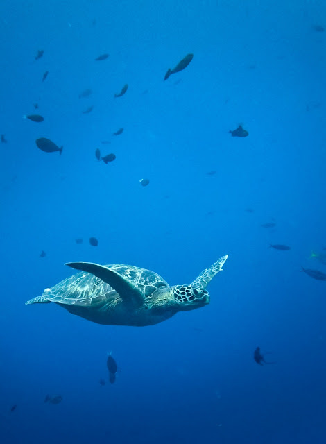 diving with turtles at Bunaken, North Sulawesi, Indonesia