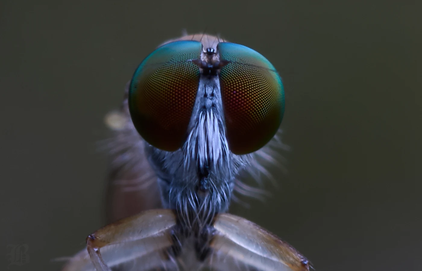 This is the most unusual Robber fly shot I have taken.