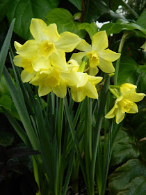 Pale yellow narcissus at the Allan Gardens Conservatory 2018 Spring Flower Show by garden muses-not another Toronto gardening blog