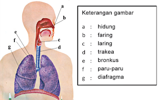 Sistem Pernapasan pada Manusia