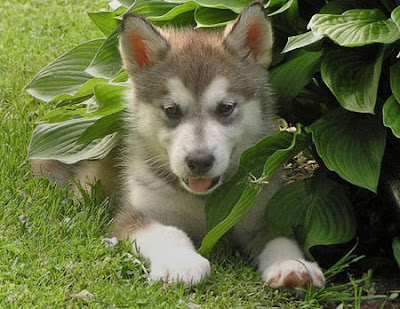 Alaskan Malamute Puppies 001