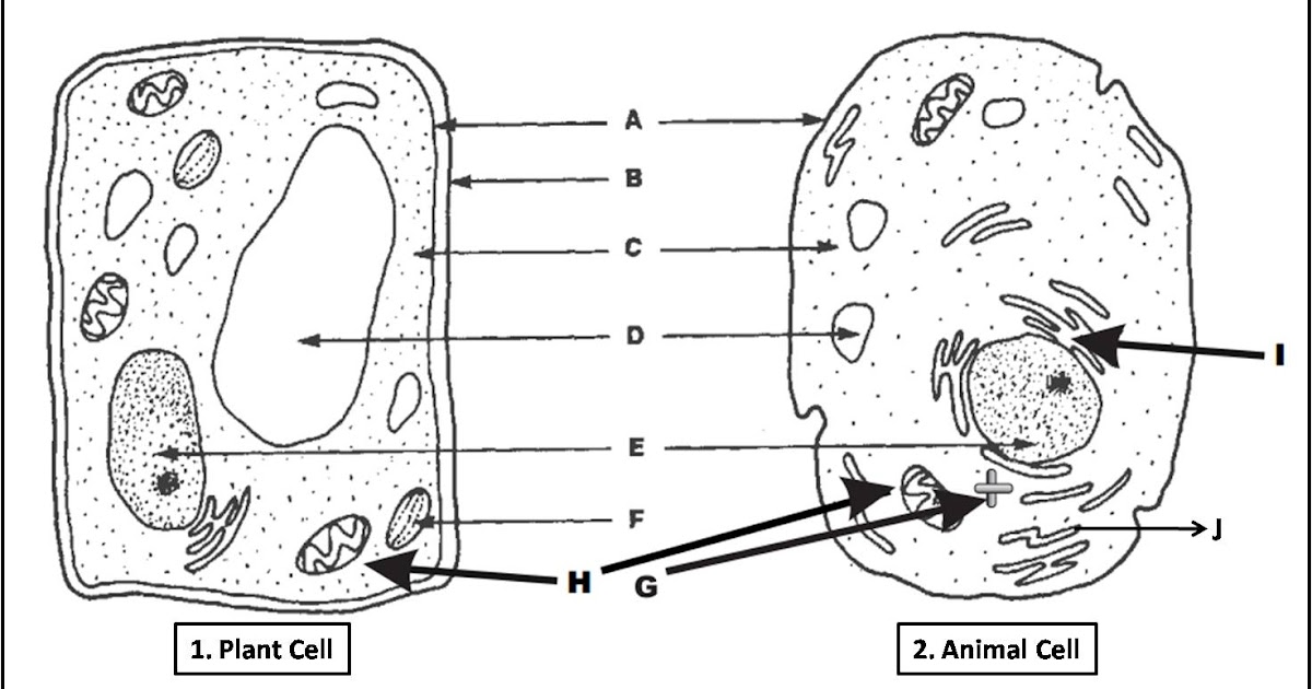 Biology Multiple Choice Quizzes Plant Cell And Animal Cell