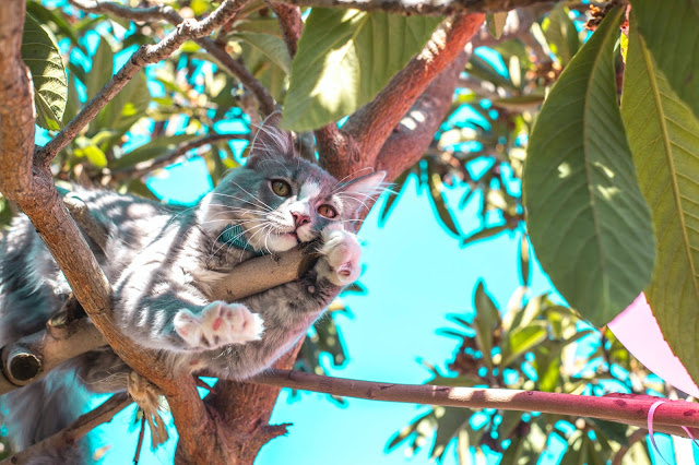 How to keep cats out of the garden