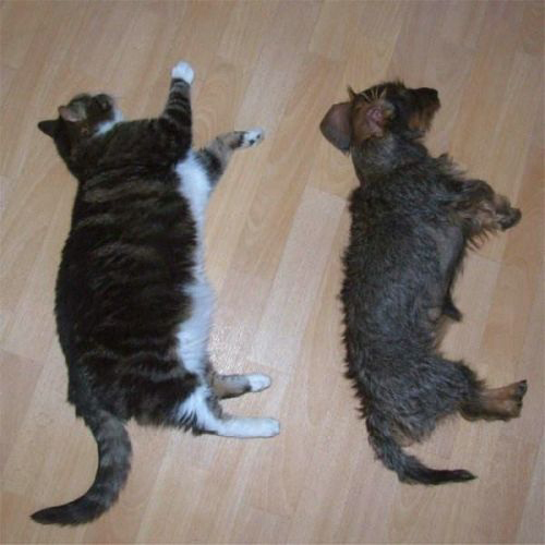 Lucu!! 10 Gaya Tidur Kucing [ www.BlogApaAja.com ]