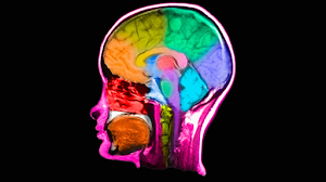 AL FIN ENCUENTRAN LAS NEURONAS QUE REGULAN EL SISTEMA INMUNOLÓGICO