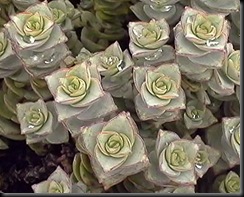 Crassula perforata1