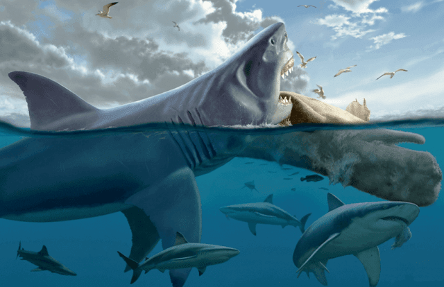 Megalodons may have been driven to extinction by great white sharks.