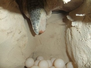 tortuga marina desovando, tortuga verde (Chelonia mydas )