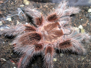tarantula chilean rose fire red haires grammostola rosea spider poisonous animal pets wallpaper