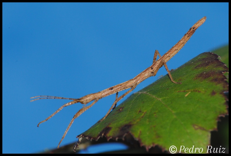 Ninfa hembra L2 de Hypocyrtus ornatissimus, 2,8 cm de longitud