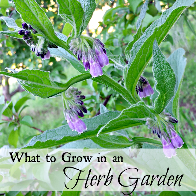 A comfrey plant with purple bell-shaped flowers.