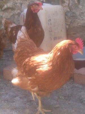 gallinas ponedoras