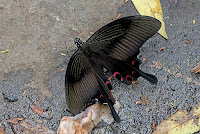 Papilio helenus