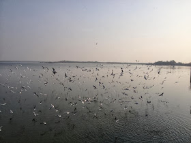 flamingo birds in aji dem