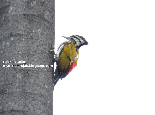 Lesser Flameback Woodpecker (female) in Bidadari
