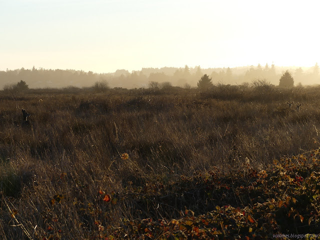 three deer set off by the sun