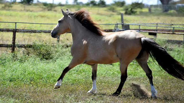 Paso Fino