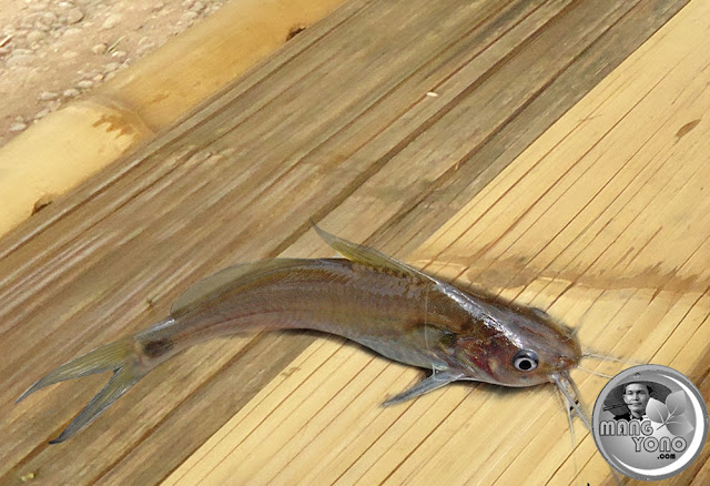 IKAN KETING sudah mulai langka di Pagaden Barat. 