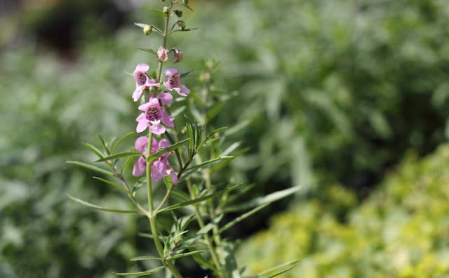 Angelonia Flowers Pictures