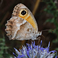 Lobito jaspeado (Pyronia cecilia)