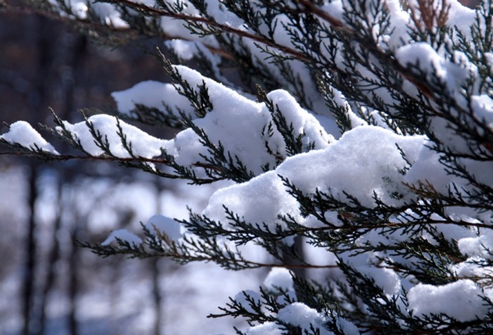 snow6