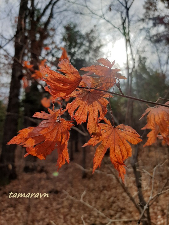 Клён ложнозибольдов (Acer pseudosieboldianum)