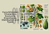 Cucurbitaceae: Characters, Economic Importance, Distribution and Types