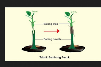 Cara Stek Tanaman Kopi